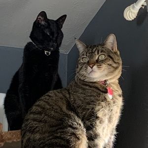 Meet your Posher, Cassidy